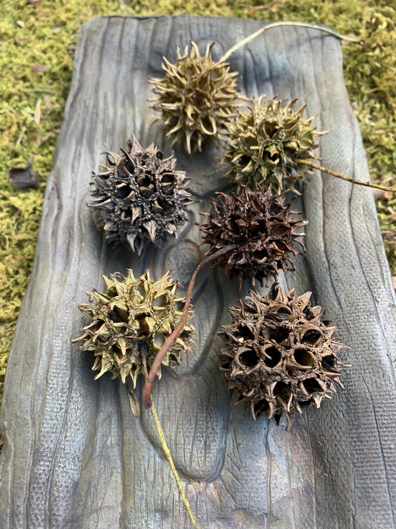 May include: Close-up of six spiky seed pods in varying shades of brown and tan, arranged on a weathered, gray wooden surface. The pods have a star-like shape with numerous sharp points and small holes. The background is a mossy green.