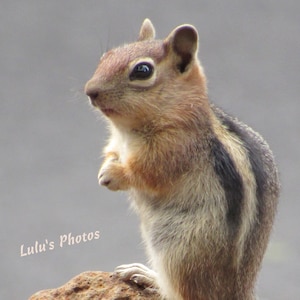 Chipmunk Love, Animal Photography, Prints and Personalized Cards