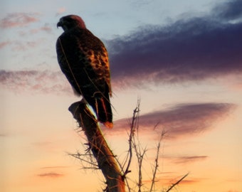 The Hawk at Sunset, Bird Photography, Prints and Personalized Cards
