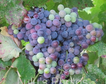 Vineyard Wine Grapes Collection, Landscape Photography, Prints and Personalized Cards