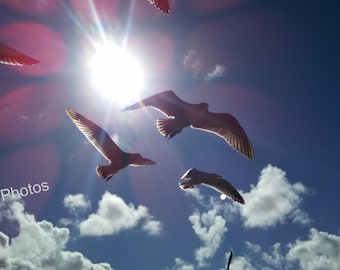 Bird Photography, Seagulls, Personalized Cards and Prints