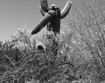 Arizona Cactus, Southwest Landscape Photography, Personalized Cards and Prints