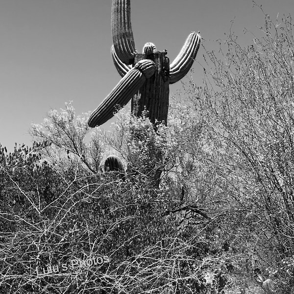 Arizona Cactus, Southwest Landscape Photography, Personalized Cards and Prints