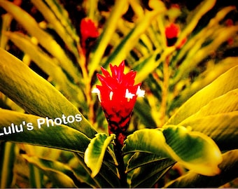 Flowers from Hawaii, Prints and Cards, Flower Photography