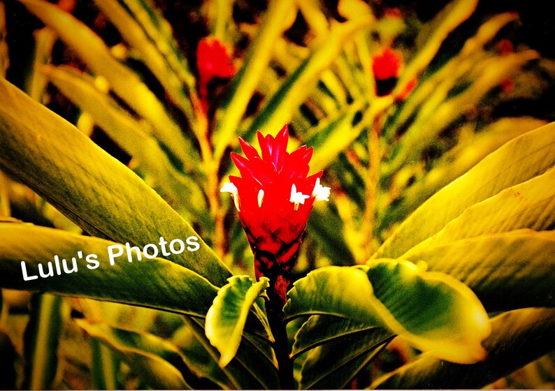 Flowers From Hawaii Prints and Cards Flower Photography Etsy