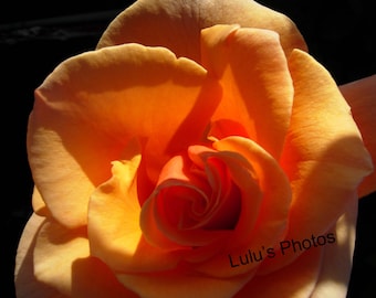 Flower Photography, Peach Rose, Personalized Cards and Prints