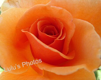 Peach Rose, Flower Photography, Personalized Cards and Prints