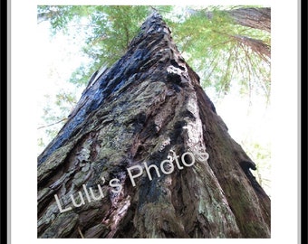 California Redwood Trees Prints and Personalized Cards