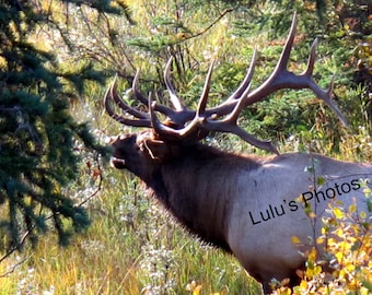 Rocky Mt Elk, Calling the Harem,  Alberta Canada, Animal Photography, Elk Photography