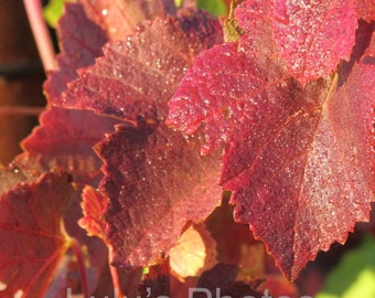 Crimson Grape Leaves: Fall Vineyard Card & Matted Print (8x10)