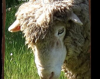 Sheep Portrait,  Animal Photography, Personalized Cards, Prints, Note Cards