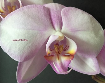 A Lavender Orchid,  Prints and Personalized Cards, Flower Photography