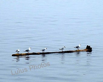The Landing Strip, Seagulls, Landscape Photography, Prints and Personalized Cards