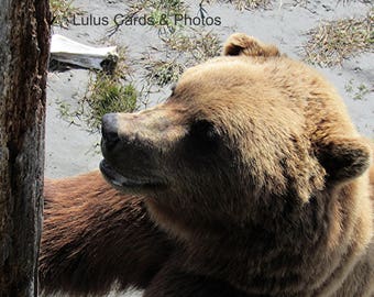 Alaskan Grizzly Bear, Animal Photography, Prints and Personalized Cards