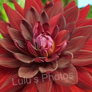 May include: Close-up of a dark red dahlia flower with multiple layers of petals. The center of the flower is a lighter pink with yellow accents. The petals transition from dark red to a lighter brown color.