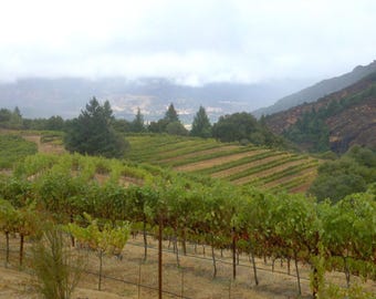 May include: A scenic view of a vineyard with rows of grapevines on a hillside. The image shows a cloudy sky, green foliage, and a mountain range in the background. The vineyard is in a valley.