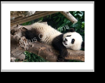 Baby Panda, Animal Photography, Matted Print