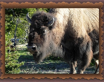 The Bison of Yellowstone Park, Up Close, Animal Photography, Prints and Personalized Cards