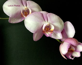 Flower Photography, Lavender Orchids, Prints and Personalized Cards