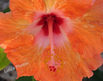 Orange Hibiscus Personalized Cards and Photos, Flower Photography