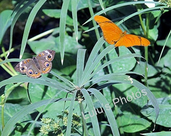 Butterfly Image, Nature Photography, Prints and Personalized Cards