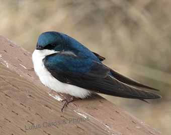 Tree Swallow Anchorage,Alaska, Bird Photography, Prints and Personalized Cards