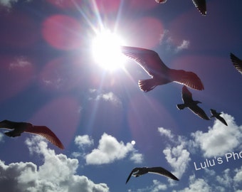Seagulls in the Sun, Bird Photography, Prints and Personalized Cards