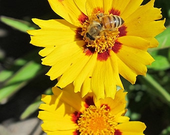 Bees at Work Collection, Nature Photography, Prints and Personalized Cards