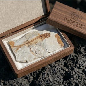 Könnte beinhalten: Ein versteinerter Fisch in einer rechteckigen Holzschatulle mit cremefarbenem Stofffutter. Der Deckel ist mit dem eingravierten Text JURASSIC SPECIMENS und einem Logo versehen. Die Schatulle ist geöffnet und zeigt das detaillierte Steinfossil.