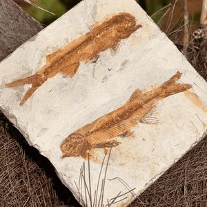 May include: A square-shaped light beige stone slab featuring two distinct, fossilized fish specimens in a dark brown color. The fossils show clear skeletal structures, fins, and tail details embedded directly into the textured, natural rock surface.