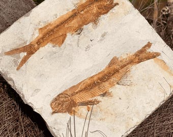 Losa de piedra con fósil de pez: decoración de historia natural, expositor de escritorio para coleccionistas, regalo de especímenes geológicos para Piscis.