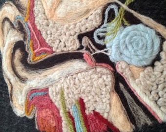 Anatomical Study of the Inner Ear in Wool