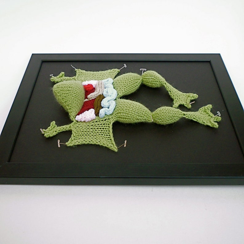 Knitted Dissected Frog 100% Vegan image 3