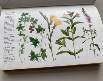 文学・小説 NAME THIS FLOWER GASTON BONNIER 1949 NAME THIS FLOWER by Gaston Bonnier, With 372 Coloured