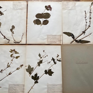 NOUVEAU STOCK 5 superbes photos botaniques françaises vintage des années 30 avec des fleurs et des feuilles pressées et des notes manuscrites anciennes