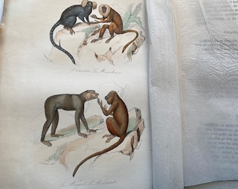 NEW Stunning Buffon Shabby Large Antique 1800 French Book Animal Science/Natural History zoology with Coloured Drawings Old Paper Ephemera