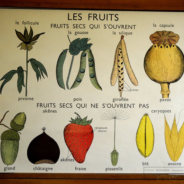 Stunning Vintage French School double-sided poster of fruits and seeds