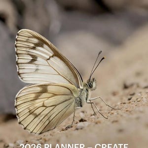 May include: A butterfly with cream and brown wings, captured in a close-up shot, resting on sand. The image includes the text "2026 PLANNER - CREATE YOUR HARMONIOUS DAY". The butterfly's wings display detailed patterns.