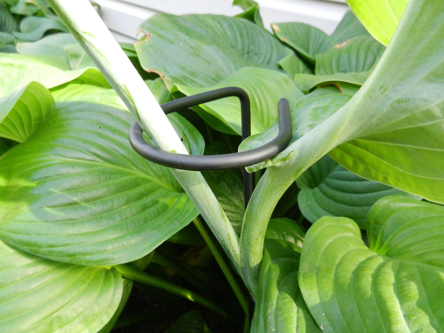 Flower stalk stakes, Dahlia stakes