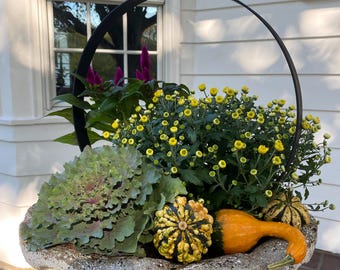 May include: A stone planter filled with a variety of plants and gourds. The arrangement includes yellow chrysanthemums, purple celosia, and decorative gourds in shades of green, yellow, and orange. A black metal handle arches over the planter.