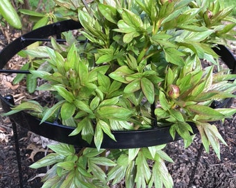 Peony flower stakes, flower support rings