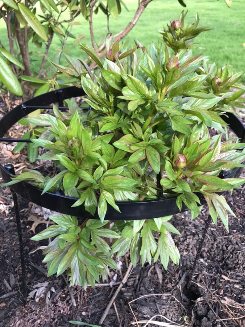 Peony Flower Stakes Flower Support Rings Etsy