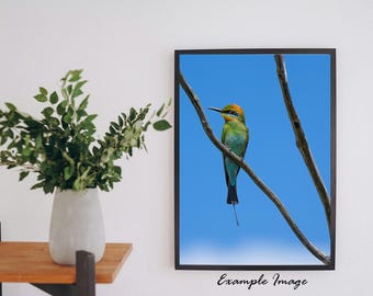 Rainbow Bee-eater Bird Photograph Digital Print