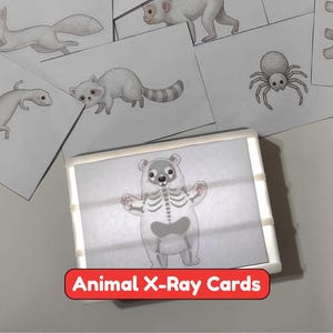 May include: A set of educational cards featuring illustrations of various animals, including a fox, raccoon, spider, and monkey. One card placed on a light box displays a bear with a visible skeletal structure. The text Animal X-Ray Cards is visible.