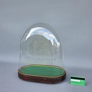 Large antique oval glass globe dome on wooden base, height total= 41.8 cm (16.45 inches)++