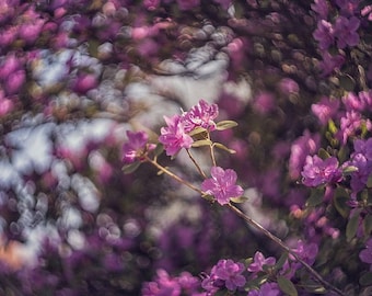 Helios-44M Petzval Mod Lens, 58mm F/2, Swirly Bokeh, M42 Mount objektiv Helios 44 M