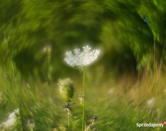 Petzval Swirly Bokeh Helios-44M Lens, Dreamy Soft Focus Effect