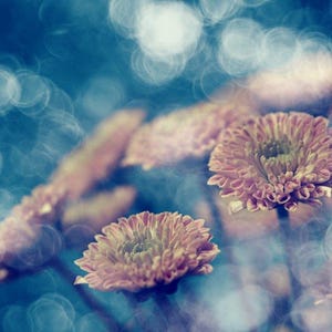 May include: A cluster of pale pink chrysanthemum flowers with layered petals and light green centers. The flowers are set against a deep blue background with a soft, circular bokeh effect that creates a blurred, glowing light pattern throughout.