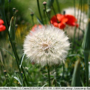 Puede incluir: Primer plano de una flor de diente de le&oacute;n blanca, rodeada de follaje verde y amapolas rojas borrosas. La imagen est&aacute; tomada al aire libre con luz natural y poca profundidad de campo.