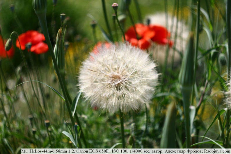 Puede incluir: Primer plano de una flor de diente de le&oacute;n blanca, rodeada de follaje verde y amapolas rojas borrosas. La imagen est&aacute; tomada al aire libre con luz natural y poca profundidad de campo.